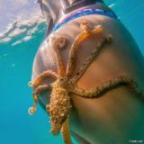 👹XXXОсминогXXX👹