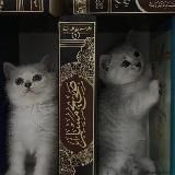 BOOKSAFE | 🕯аяты Корана