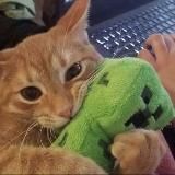 лиашка крипер