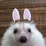 Ёжик каждому 🦔