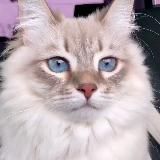 𝔸𝕟𝕟𝕒 𝕆.𝕂.