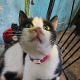 Кошечки и полевая кухня