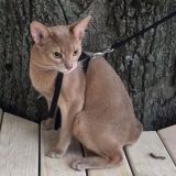 Котики 🐈 Новой Боровой