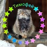 Манул Тимофей и все-все-все 😻 ️