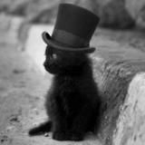 У меня лапки