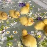 ПЛЮШКИ С WILDBERRIES l WB l OZON🫐