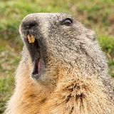 БУДНИ ВАНДАЛОВ🎈