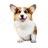 corgosha