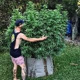 GrowPlant