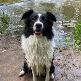 Ауди и моя зоопсихология Chat