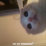 Сука Хватит Блять Сносить