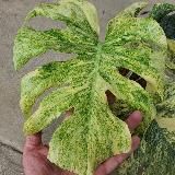 LADKA 🔥 SALE 🔥