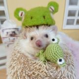 вещички литл свити