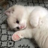 Scarlet/ESign help TikTok Скарлет/ЕСигн помощь|сертификаты