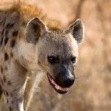 НАВЕРНОЕ ПОЭТ BAZA