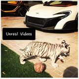 🎬 Cool Videos 🐺