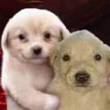 [закрыто] мерк