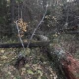 ✠ Ауди8нарк8тики ✠