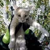 Служба спасения котиков (Иркутск)