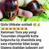 Ulitka terapiya Farg‘ona