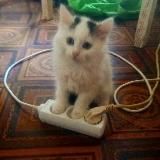 Оформления для ролок.