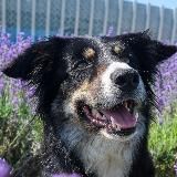 Алис Феличис