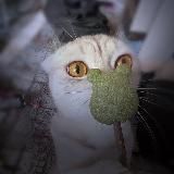 сардокс (настала смэрть) царство небесное 2023-2024