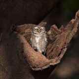 Сонный Ликбез 😴