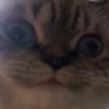 Всратые коты