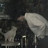 𝐯𝐨𝐥𝐚𝐭𝐨 𝐚𝐥𝐥𝐞 𝐬𝐭𝐞𝐥𝐥𝐞?