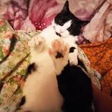 "Новости для Ленивых"