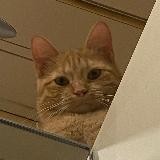 Крестик Орехова