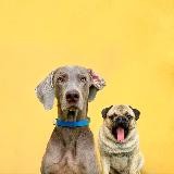 Hoootdogs