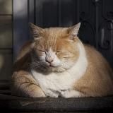 Выжить на сотку