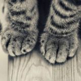 _как милооо🐾🐾🐾🐾_