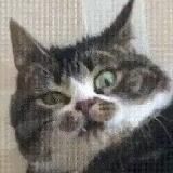 Шишки от Мишки