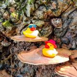 Комментарии Утиных историй