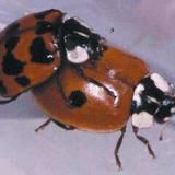 Алёнин блог