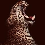 Wexamo 𝙩𝙧𝙚𝙠 ོ