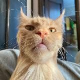 Первый Кошачий