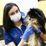 Ветеринарная эндоскопия и гастроэнтерология💩🐈⬛🐕