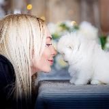 Мальтипу , померанский шпиц Maltipoo Pomeranian Kate