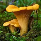 🍄🍁🌲Грибы Сибири🌲🍁🍄