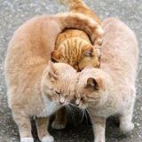 Дневник полиаморки