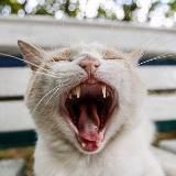 Петроглифы