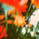 Имбирное галифе