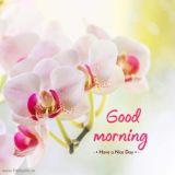 Good morning good night wishes