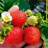 ПРОДУКТЫ ОТ ФЕРМЕРА