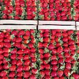 Фруктовый рай изб