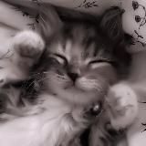 ๛⌇❀Cornflower tea༝♭⚝⌇𖧋